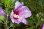 Hollyhock